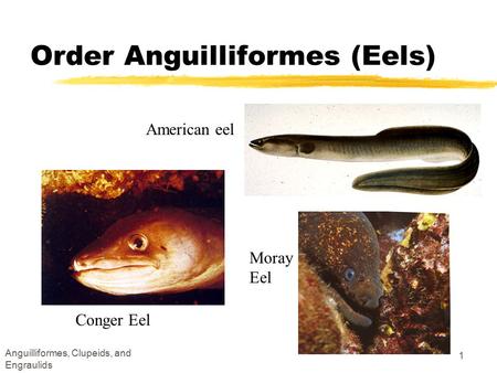 Order Anguilliformes (Eels)