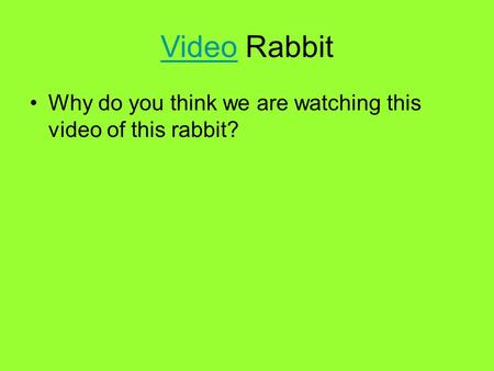 VideoVideo Rabbit Why do you think we are watching this video of this rabbit?