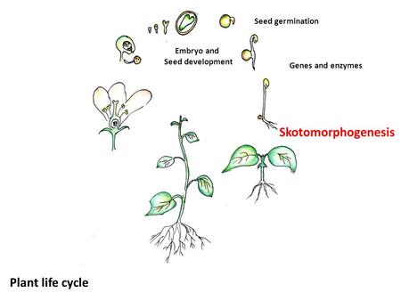 Skotomorphogenesis Seed germination Genes and enzymes Embryo and Seed development Plant life cycle.