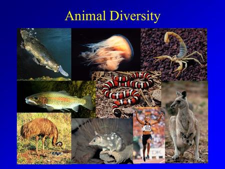 Animal Diversity. What is an Animal? Animal Characteristics –Eukaryotic –Multicellular –Heterotrophic –Lack cell walls Unique combination.