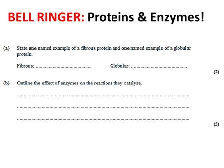 BELL RINGER: Proteins & Enzymes!