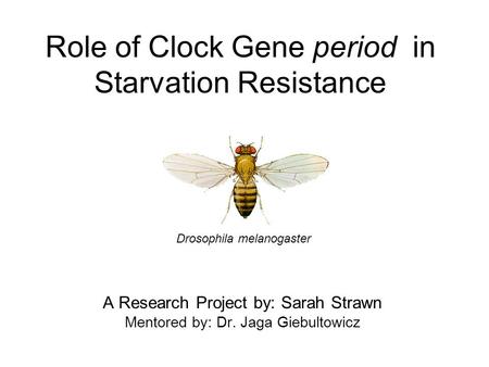 Role of Clock Gene period in Starvation Resistance