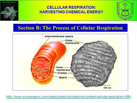 1 CELLULAR RESPIRATION: HARVESTING CHEMICAL ENERGY Section B: The Process of Cellular Respiration