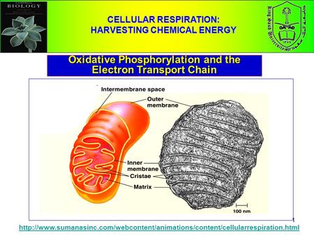 1 CELLULAR RESPIRATION: HARVESTING CHEMICAL ENERGY Oxidative Phosphorylation and the Electron Transport Chain