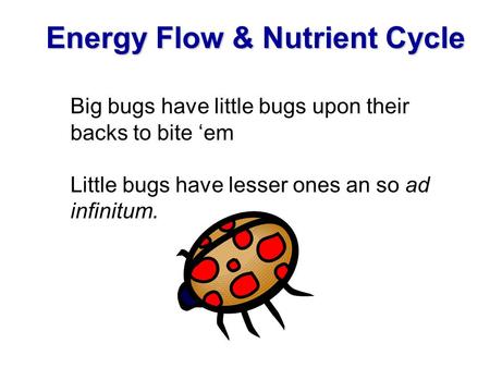 Energy Flow & Nutrient Cycle Big bugs have little bugs upon their backs to bite ‘em Little bugs have lesser ones an so ad infinitum.