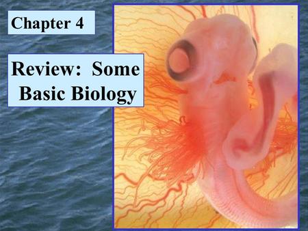 Review: Some Basic Biology Chapter 4. Photosynthesis.