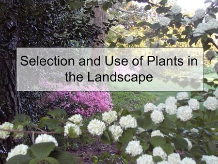 Selection and Use of Plants in the Landscape. Reasons for Choosing Plants Aesthetic appeal - attractiveness Function – a specific purpose in the landscape.