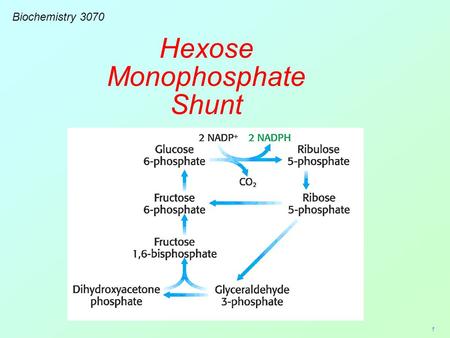 1 Biochemistry 3070 Hexose Monophosphate Shunt. 2 Biological systems utilize a variety of simple sugars which must be synthesized by the cell. These sugars.