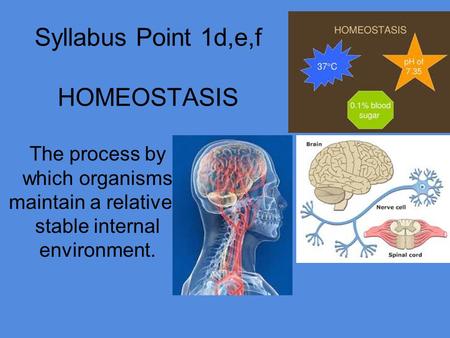 Syllabus Point 1d,e,f HOMEOSTASIS The process by which organisms maintain a relatively stable internal environment.