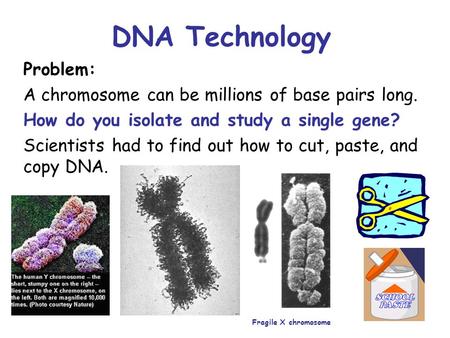 DNA Technology Problem: