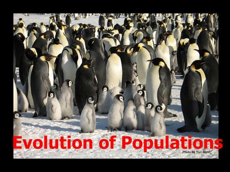 Evolution of Populations. Population Genetics Natural Selection: nature selects which individuals survive and reproduce- Evolution: occurs as a populations.