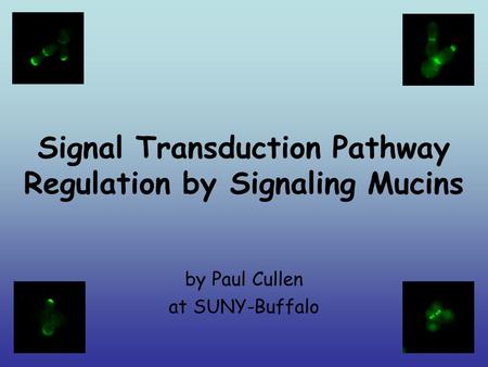 Signal Transduction Pathway Regulation by Signaling Mucins by Paul Cullen at SUNY-Buffalo.