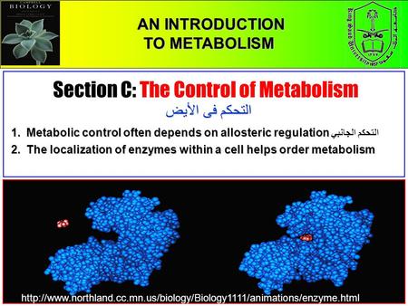 1 CHAPTER 5 THE STRUCTURE AND FUNCTION OF MACROMOLECULES Pages 96 - 103 AN INTRODUCTION TO METABOLISM AN INTRODUCTION TO METABOLISM Section C: The Control.