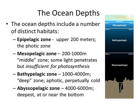 The Ocean Depths The ocean depths include a number of distinct habitats: – Epipelagic zone - upper 200 meters; the photic zone – Mesopelagic zone – 200-1000m.