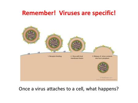 Remember! Viruses are specific! Once a virus attaches to a cell, what happens?
