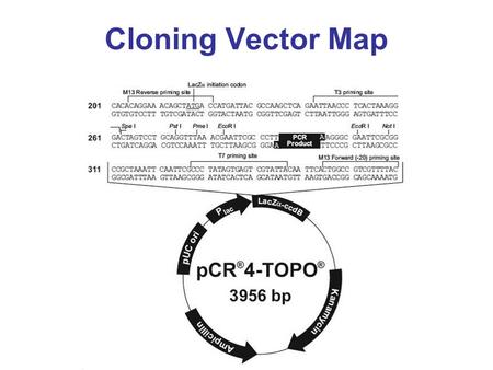 Cloning Vector Map.