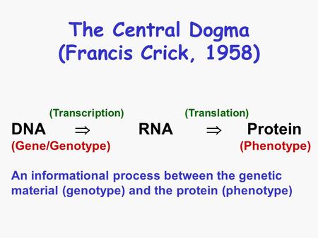 The Central Dogma (Francis Crick, 1958) (Transcription) (Translation) DNA  RNA  Protein (Gene/Genotype) (Phenotype) An informational process between.