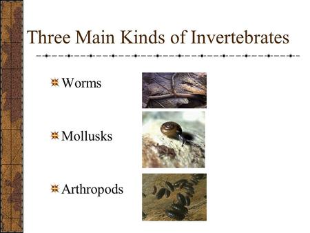 Three Main Kinds of Invertebrates Worms Mollusks Arthropods.
