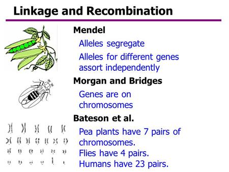 Linkage and Recombination Genes are on chromosomes Alleles segregate Alleles for different genes assort independently Pea plants have 7 pairs of chromosomes.