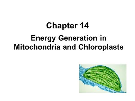 Chapter 14 Energy Generation in Mitochondria and Chloroplasts.