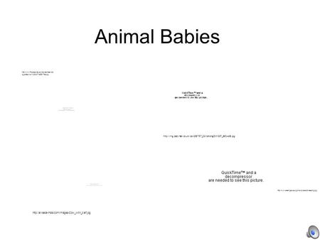 Animal Babies  d_sizes/wsWILD327-955x768.jpg