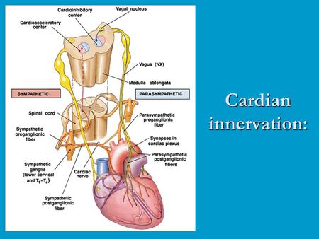 Cardian innervation:.