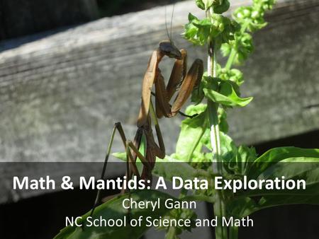 Math & Mantids: A Data Exploration Cheryl Gann NC School of Science and Math.