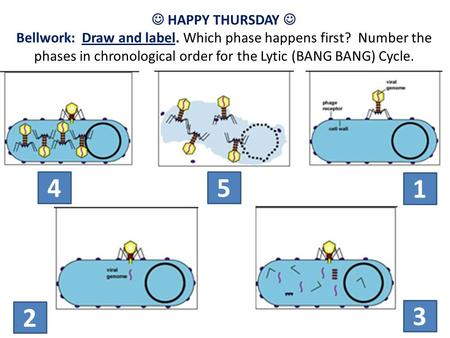 HAPPY THURSDAY Bellwork: Draw and label. Which phase happens first? Number the phases in chronological order for the Lytic (BANG BANG) Cycle. 45 1 2 3.