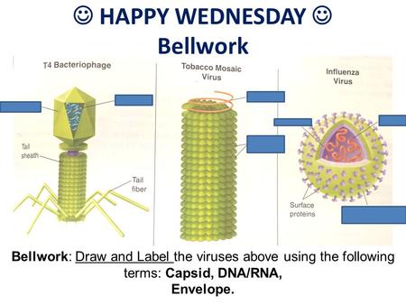 HAPPY WEDNESDAY Bellwork Bellwork: Draw and Label the viruses above using the following terms: Capsid, DNA/RNA, Envelope.