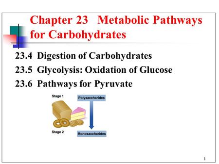 1 23.4 Digestion of Carbohydrates 23.5 Glycolysis: Oxidation of Glucose 23.6 Pathways for Pyruvate Chapter 23 Metabolic Pathways for Carbohydrates.