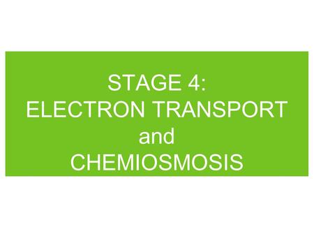 STAGE 4: ELECTRON TRANSPORT and CHEMIOSMOSIS