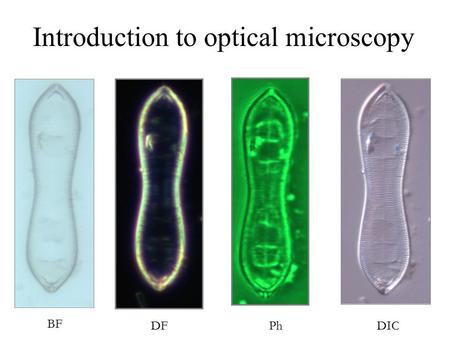 BF DICDFPh Introduction to optical microscopy. Contrast techniques in optical microscopy Introduction to optical microscopy Some basic optics Properties.