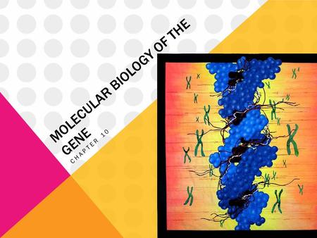MOLECULAR BIOLOGY OF THE GENE CHAPTER 10. THE STRUCTURE OF THE GENETIC MATERIAL 10.1-10.3.