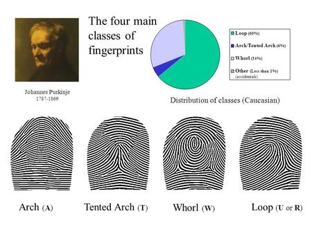 Arch (A) Tented Arch (T) Whorl (W) Loop (U or R) The four main classes of fingerprints Loop (60%) Arch/Tented Arch (6%) Whorl (34%) Other (Less than 1%)