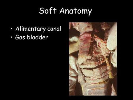 Soft Anatomy Alimentary canal Gas bladder. Digestive tracts.