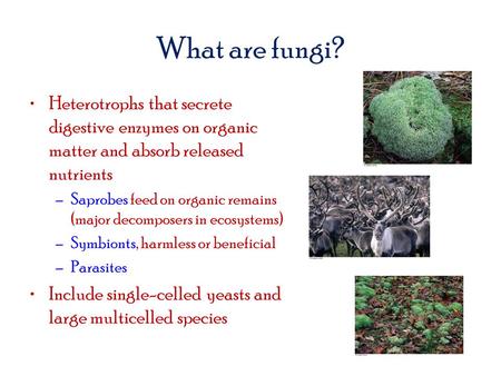 What are fungi? Heterotrophs that secrete digestive enzymes on organic matter and absorb released nutrients –Saprobes feed on organic remains (major decomposers.