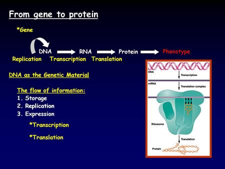 From gene to protein DNAPhenotype RNA ReplicationTranscription *Transcription Translation *Translation *Gene The flow of information: 1. Storage 2. Replication.