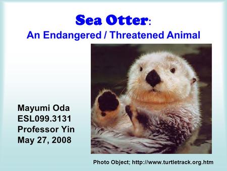 Sea Otter : An Endangered / Threatened Animal Mayumi Oda ESL099.3131 Professor Yin May 27, 2008 Photo Object;