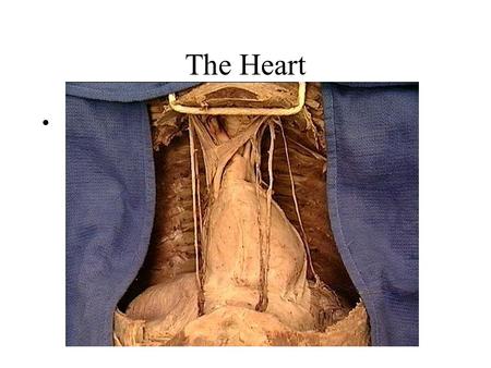 The Heart. Location The adult heart is approx. the size of a closed fist. It resides in the thoracic cavity between the lungs in an area called the mediastinum.
