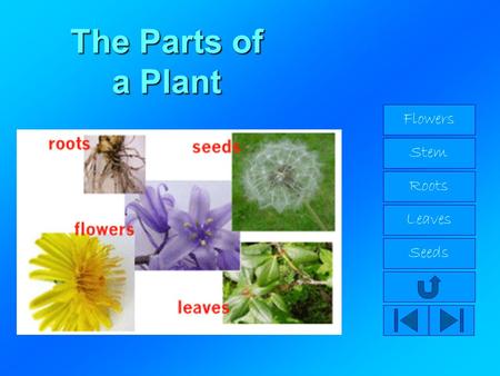 The Parts of a Plant Flowers Stem Roots Leaves Seeds.