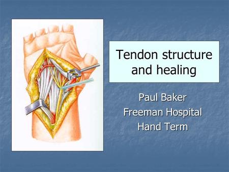 Tendon structure and healing Paul Baker Freeman Hospital Hand Term.