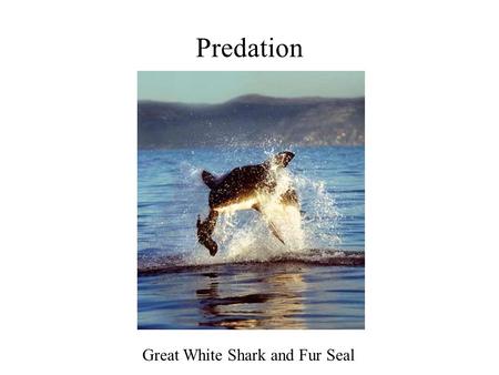 Predation Great White Shark and Fur Seal. Predator-Prey Interactions.