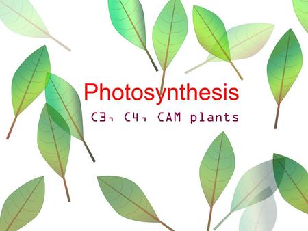 Photosynthesis C3, C4, CAM plants.