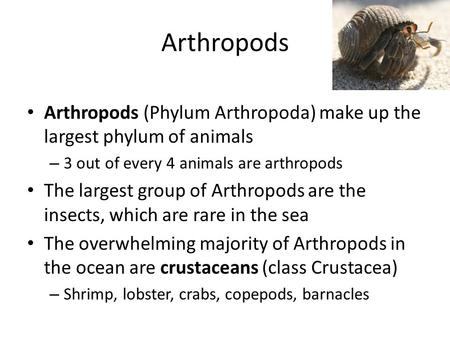 Arthropods Arthropods (Phylum Arthropoda) make up the largest phylum of animals – 3 out of every 4 animals are arthropods The largest group of Arthropods.