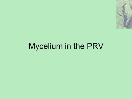 Mycelium in the PRV.