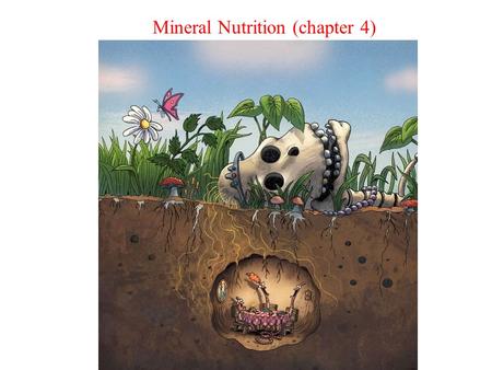 Mineral Nutrition (chapter 4). Mineral Nutrition How plants acquire and use mineral nutrients 1. Why is mineral nutrition important? 2. What are the essential.