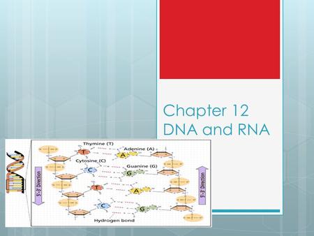 Chapter 12 DNA and RNA.