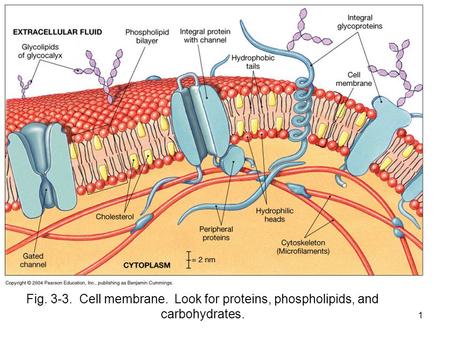 1 Fig. 3-3. Cell membrane. Look for proteins, phospholipids, and carbohydrates.