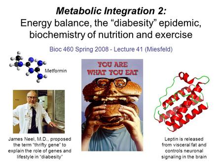 Metabolic Integration 2: Energy balance, the “diabesity” epidemic, biochemistry of nutrition and exercise Bioc 460 Spring 2008 - Lecture 41 (Miesfeld)
