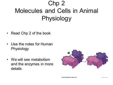 Chp 2 Molecules and Cells in Animal Physiology Read Chp 2 of the book Use the notes for Human Physiology We will see metabolism and the enzymes in more.
